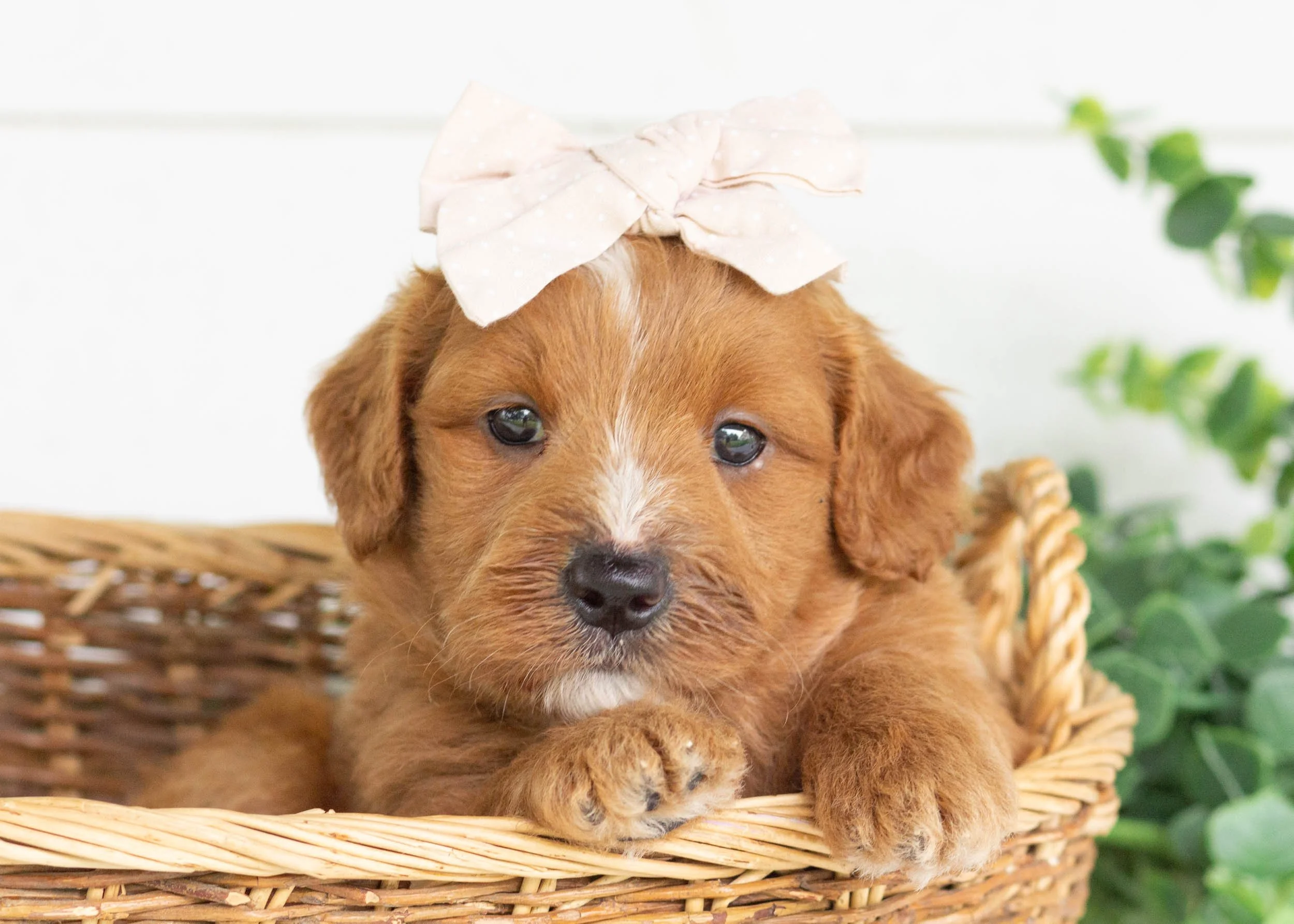Waffles Goldendoodle For Sale(3).jpg