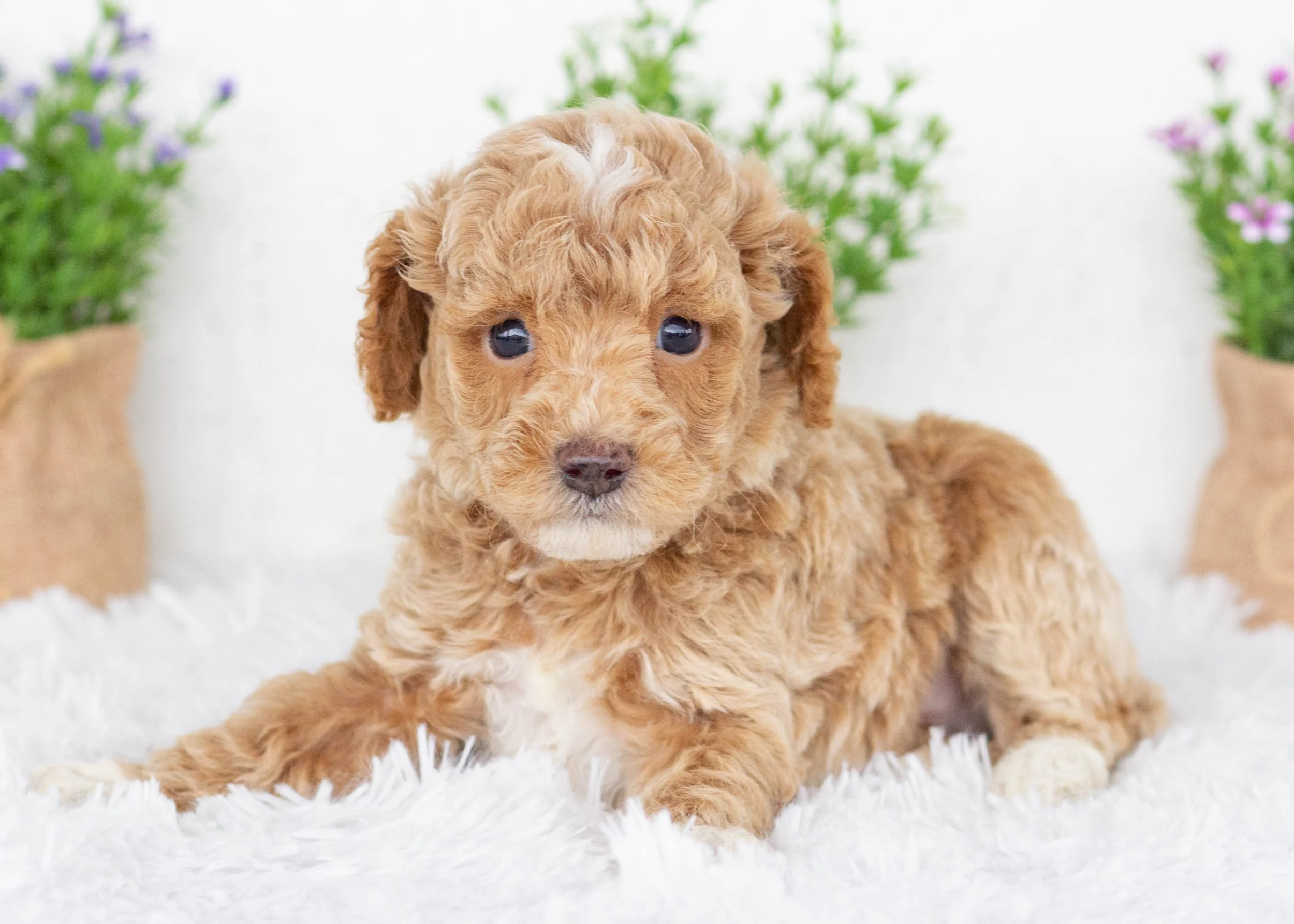 Charles goldendoodle for sale5.jpg