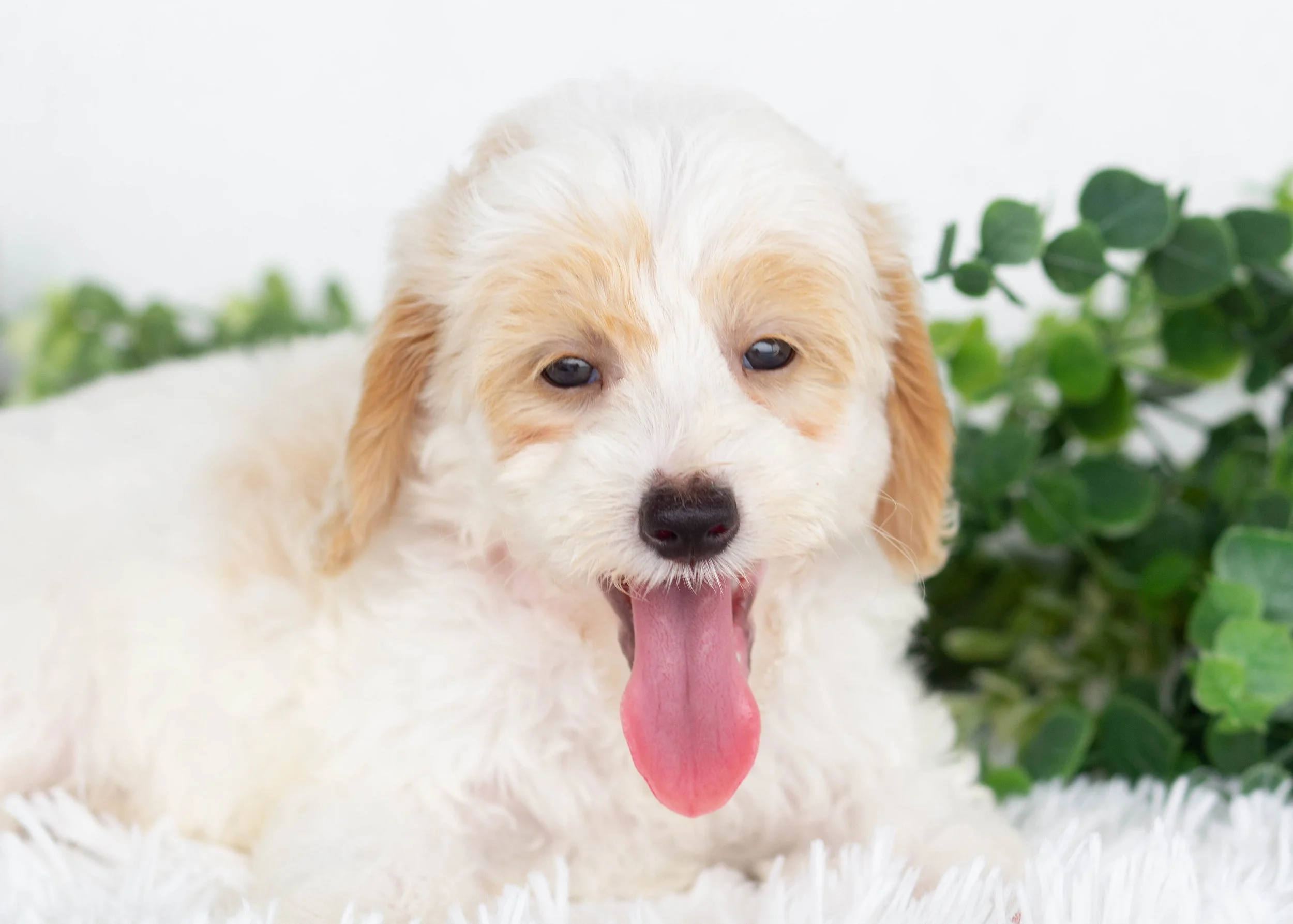 Hugo Goldendoodle for sale.jpg