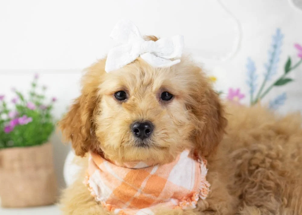 whitney goldendoodle for sale(1).jpg