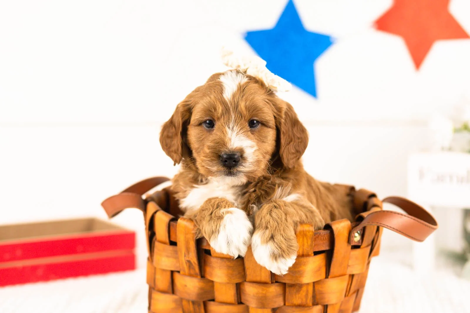 lynette goldendoodle for sale(3).jpg