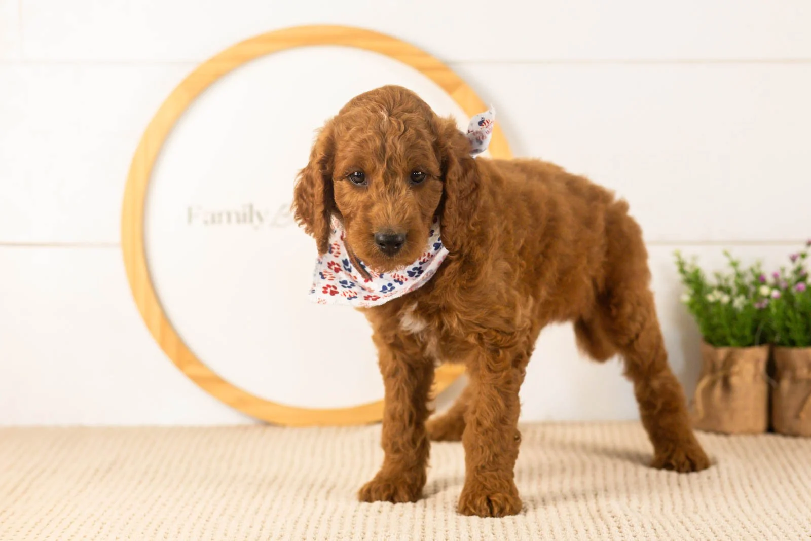 Zion goldendoodle for sale(2).jpg