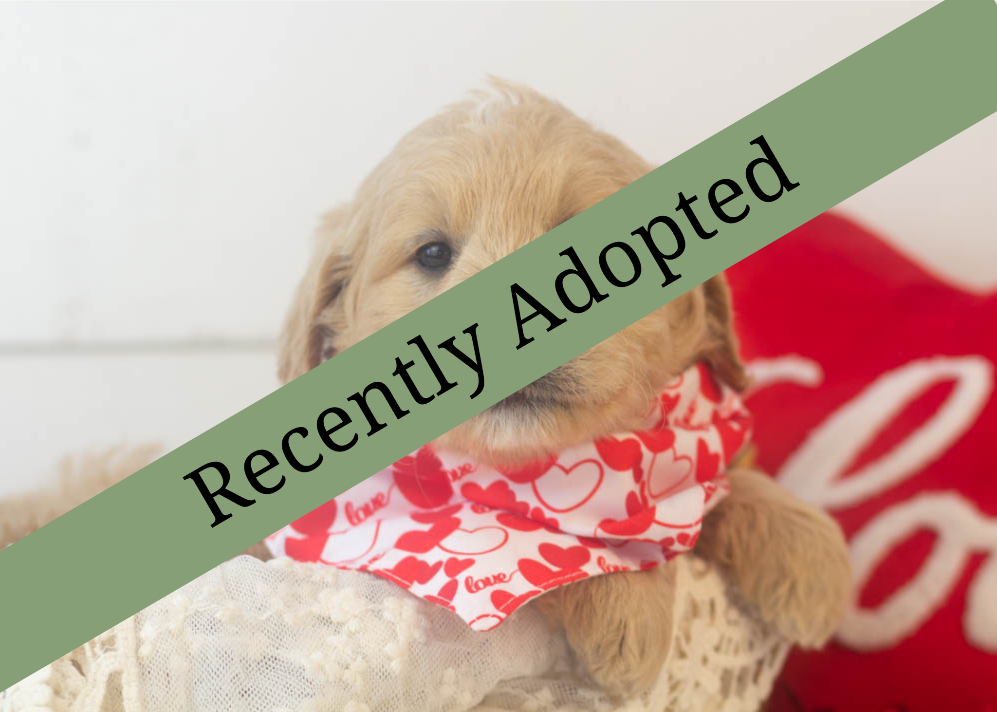 goldendoodle for sale