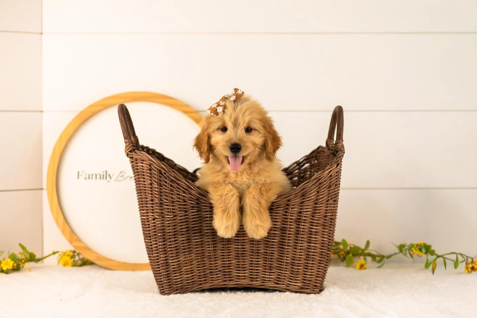 Eva goldendoodle for sale(4).jpg