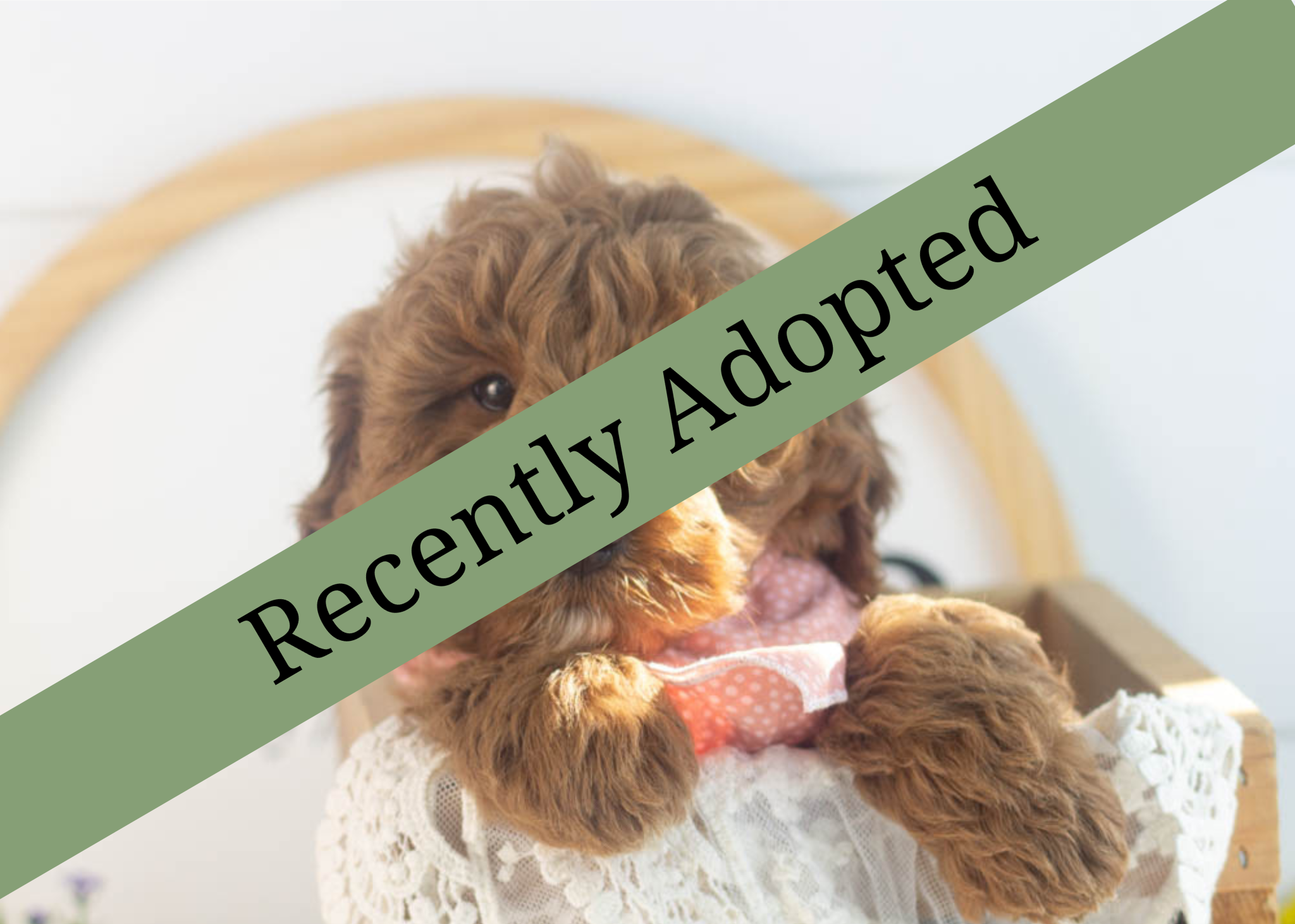 goldendoodle for sale