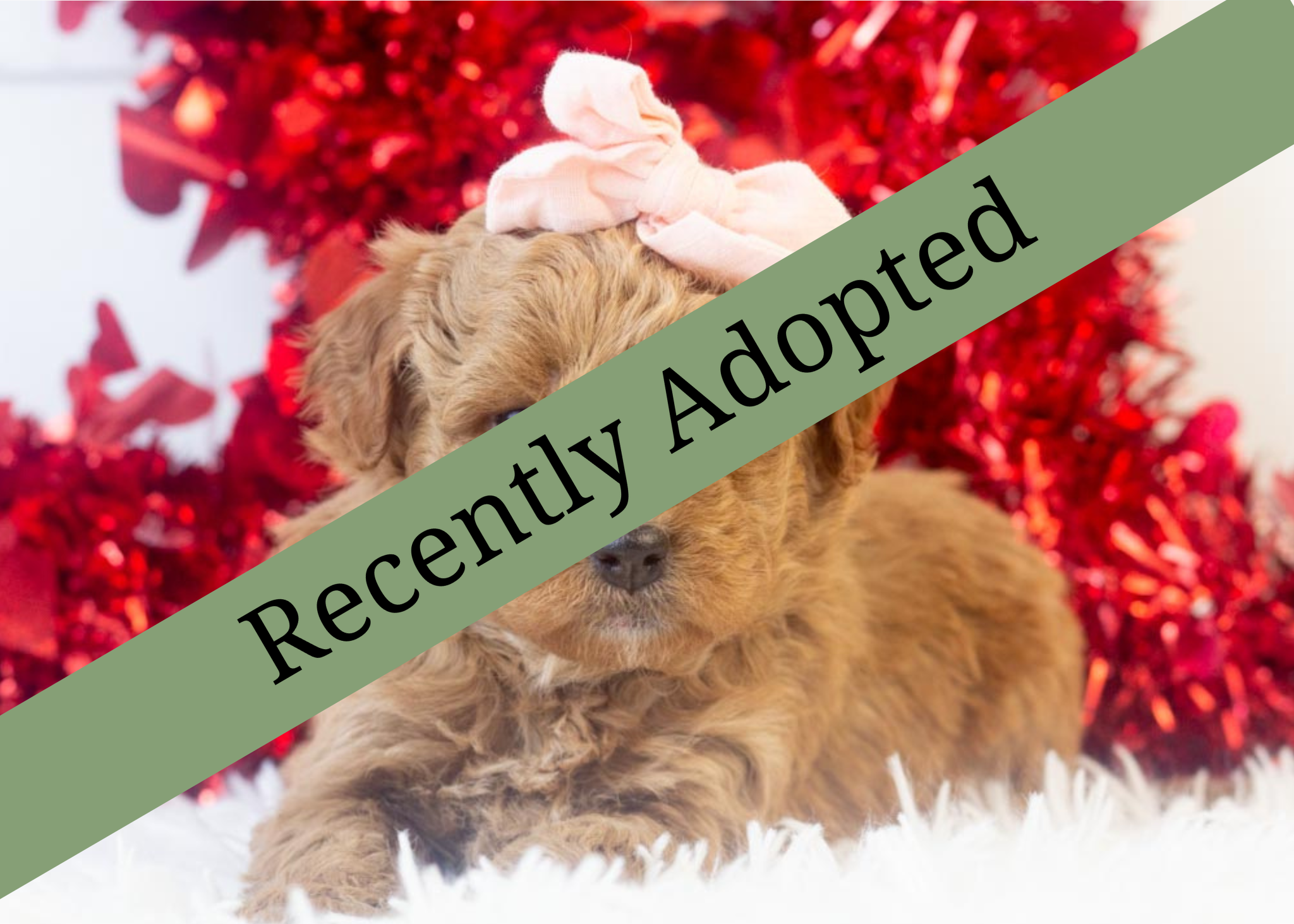 goldendoodle for sale