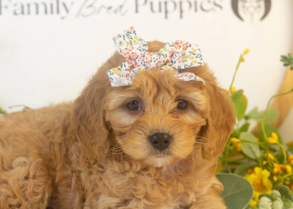 bo peep goldendoodle for sale.(2).jpg