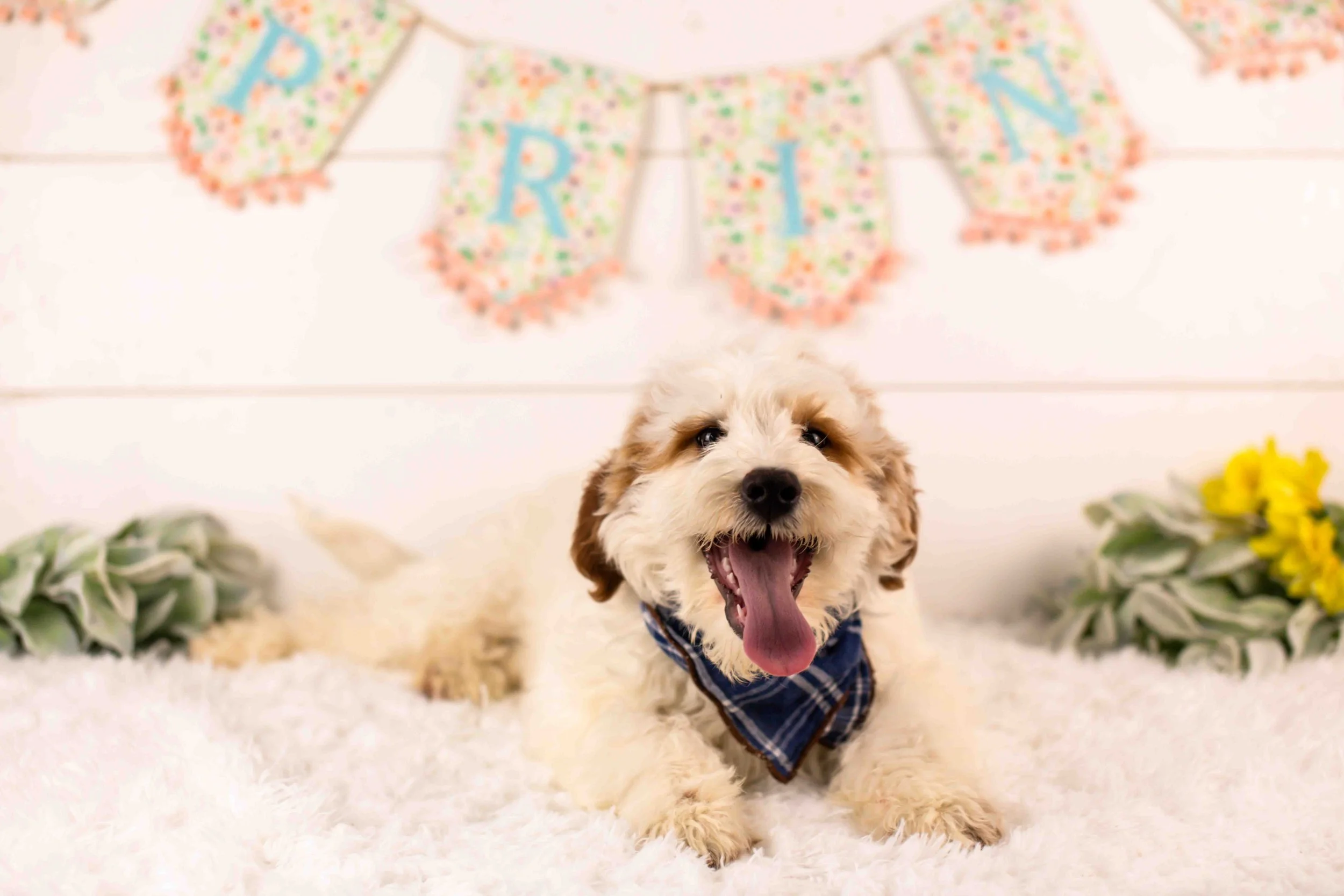 Clay goldendoodle for sale(1).jpg