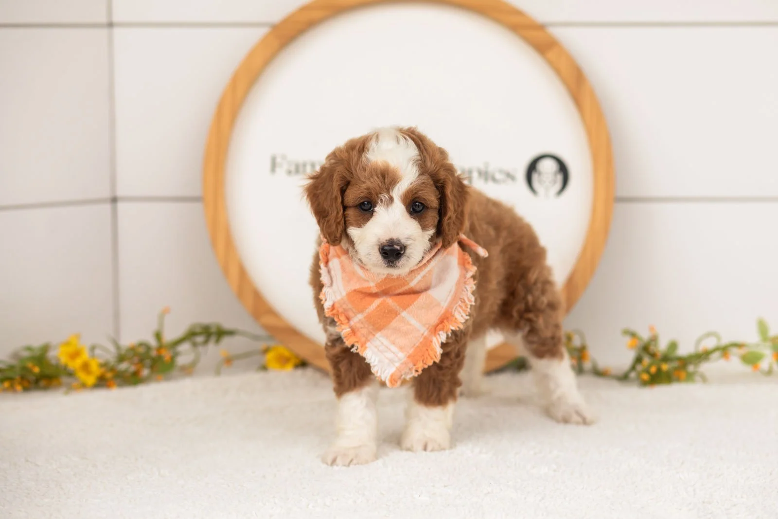 Rocket goldendoodle for sale(2).jpg