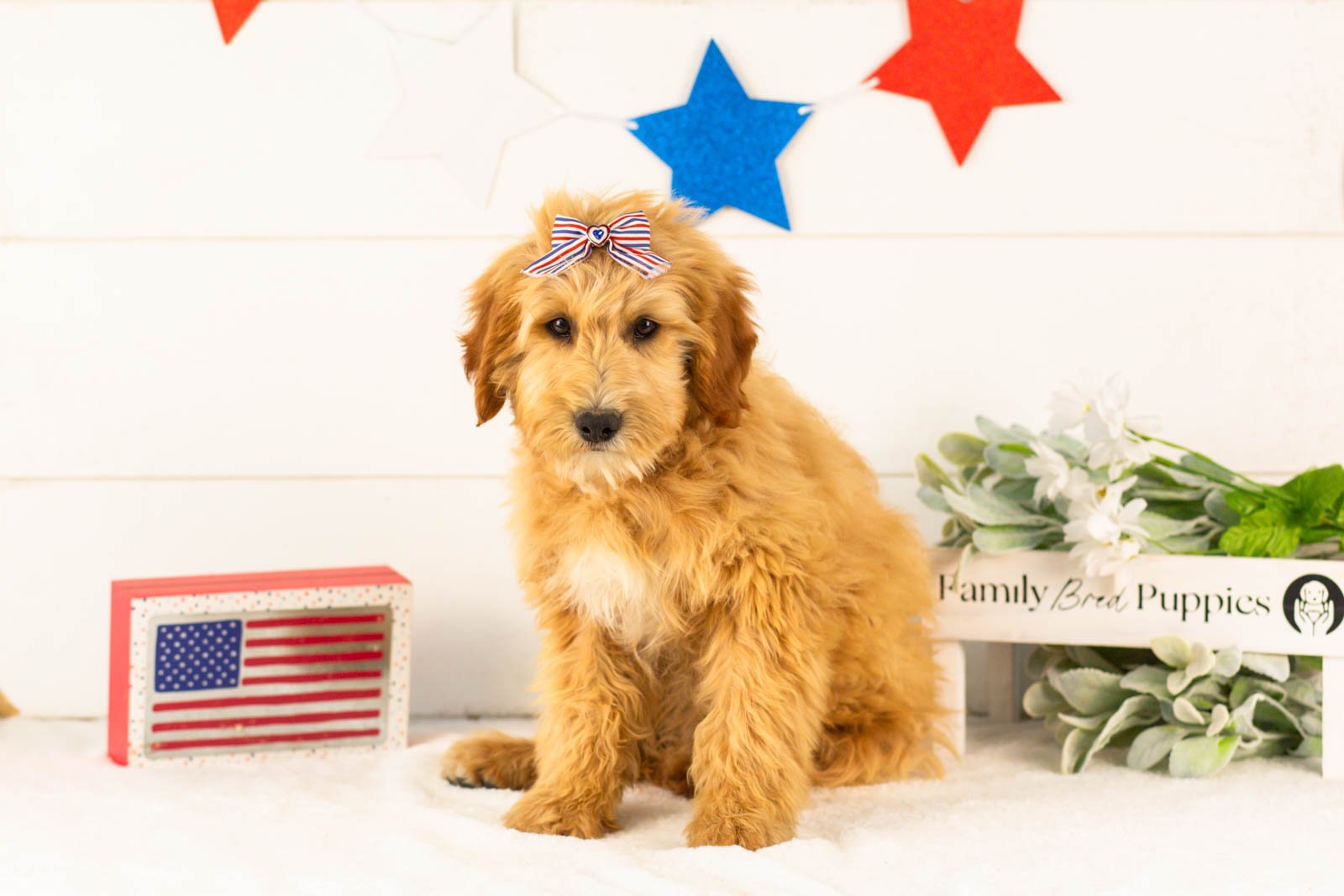 Linda goldendoodle for sale(3).jpg