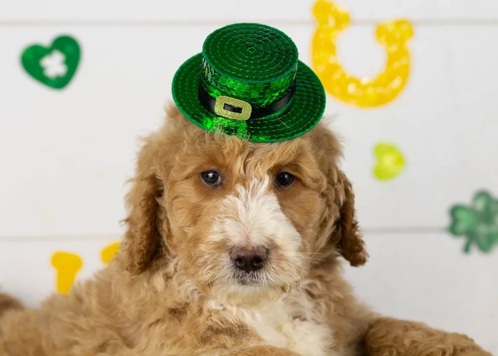 Lionel goldendoodle for sale(3).jpg