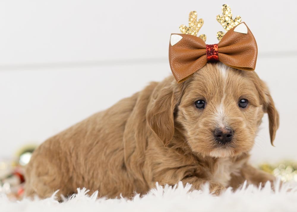 Elphaba goldendoodle for sale(1).jpg