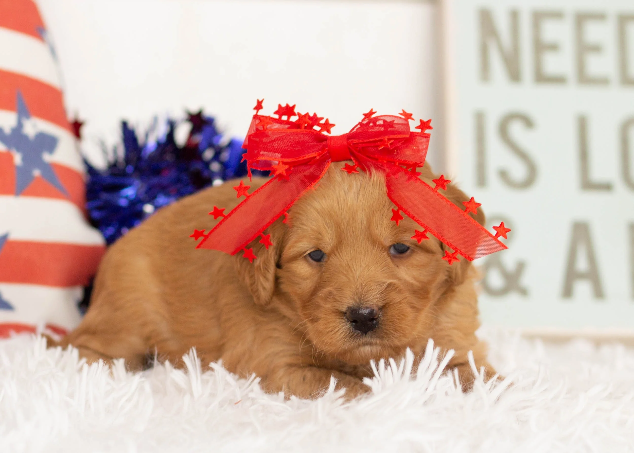 Rachel Goldendoodle For Sale(1).jpg