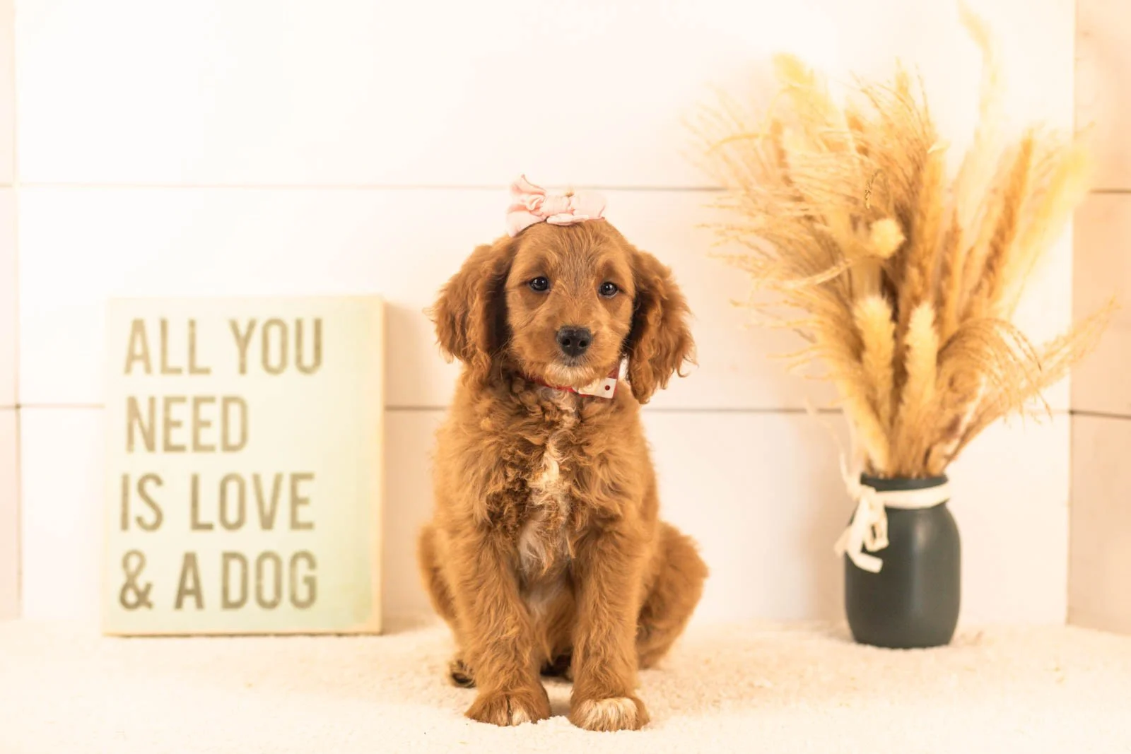 Odessa goldendoodle for sale(4).jpg