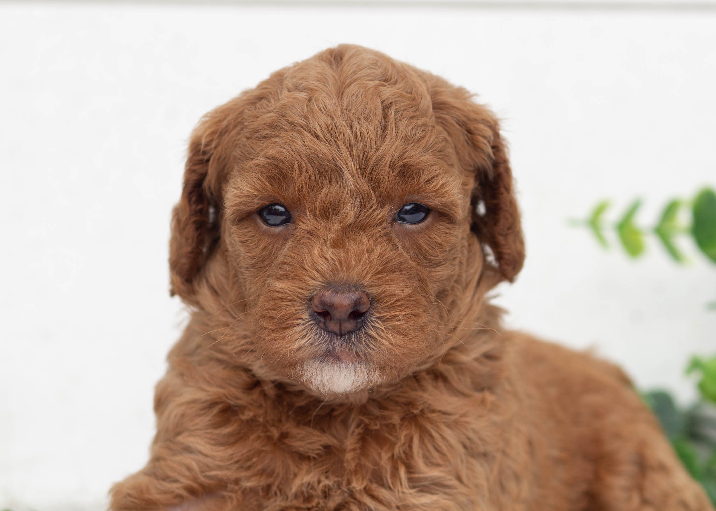 Lola Goldendoodle For Sale(1).jpg