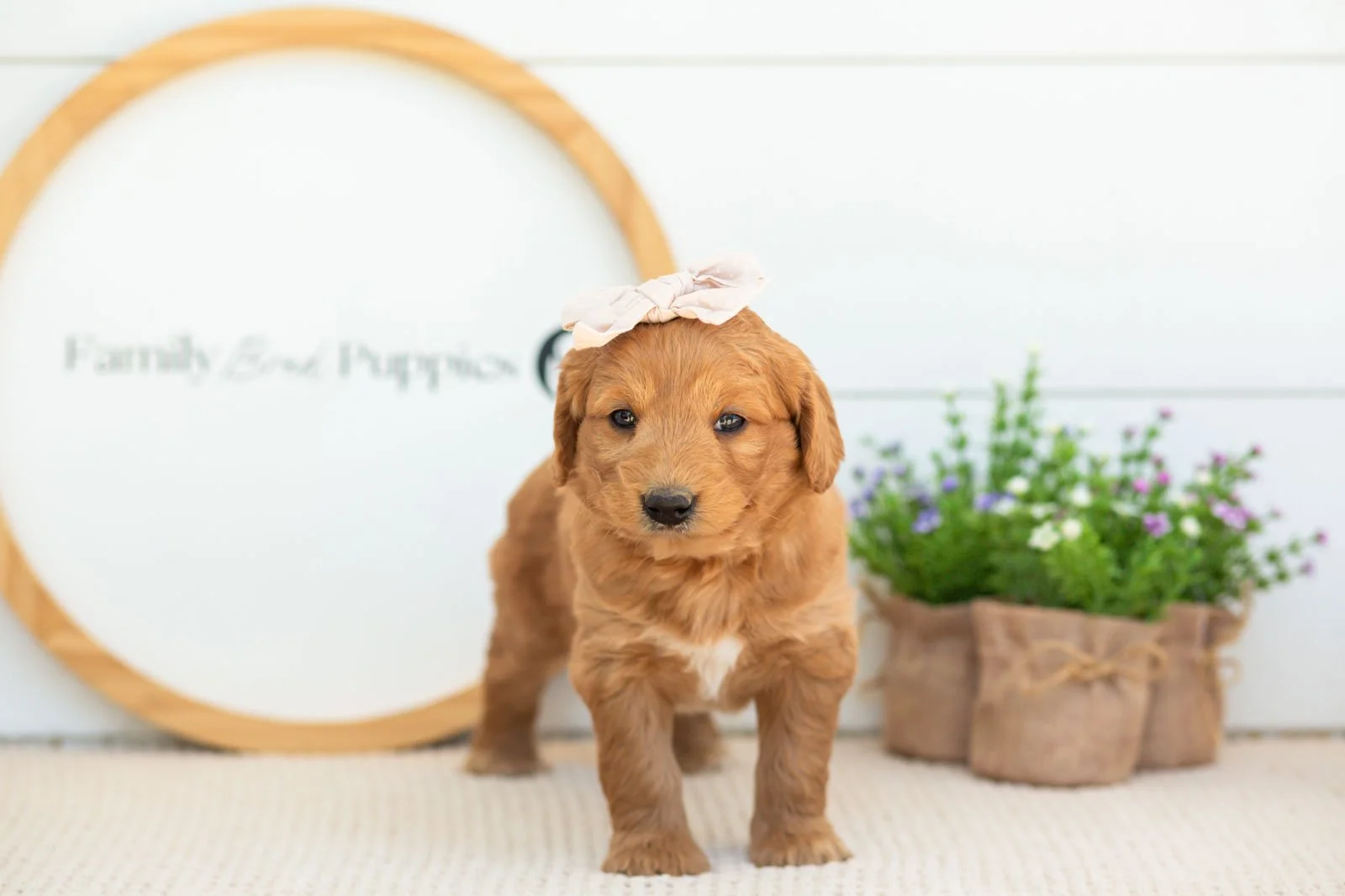 Cha Cha Goldendoodle for sale..jpg
