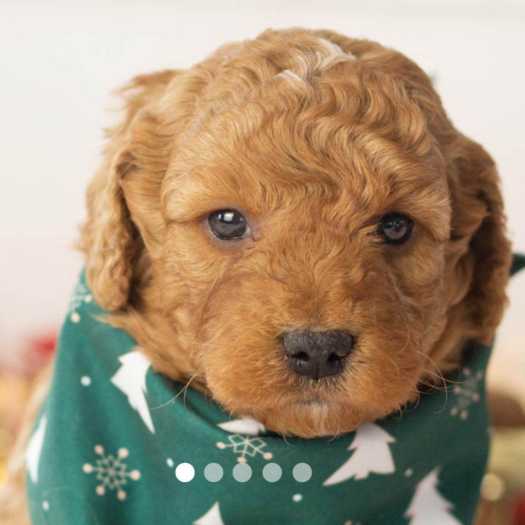 Copy of FBP Design.png