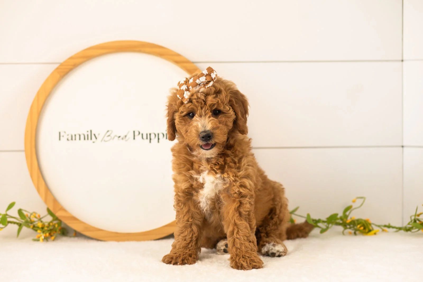 Sky Goldendoodle for sale(1).jpg