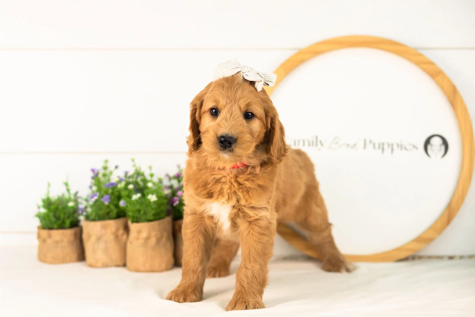 Cha-cha goldendoodle for sale(2).jpg