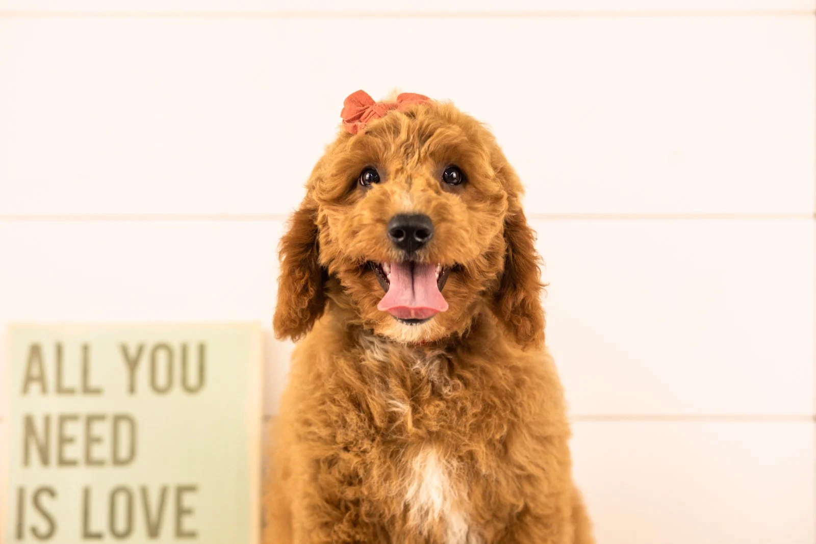 Breeze goldendoodle for sale.jpg