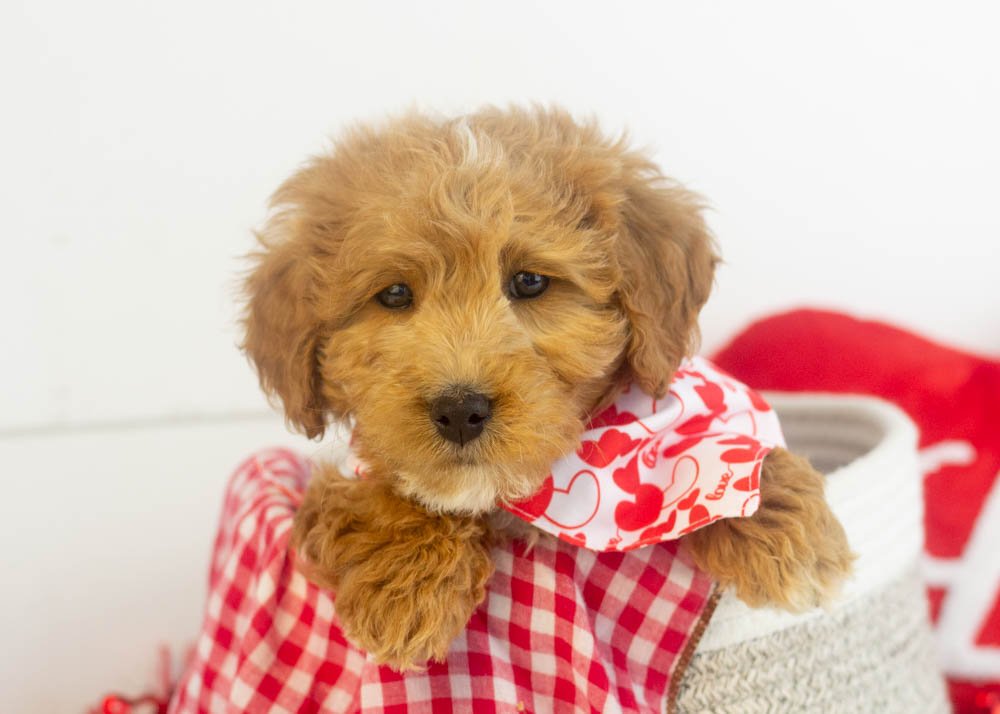 Boone goldendoodle for sale(1).jpg