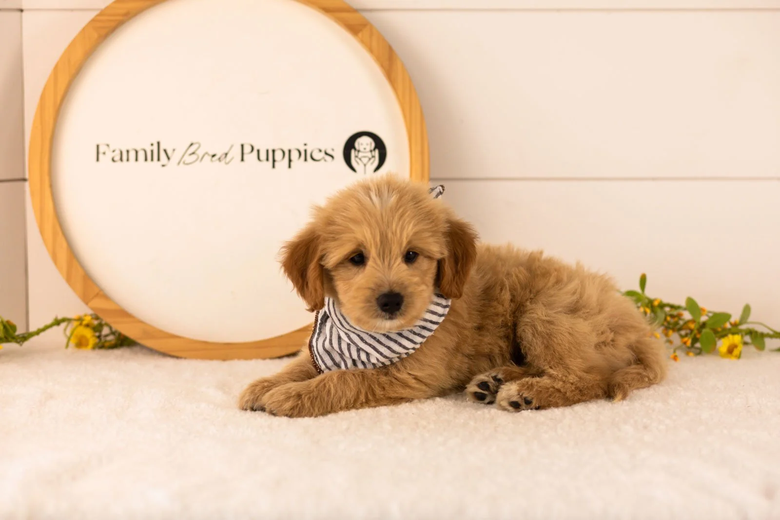 Ethan goldendoodle for sale(1).jpg