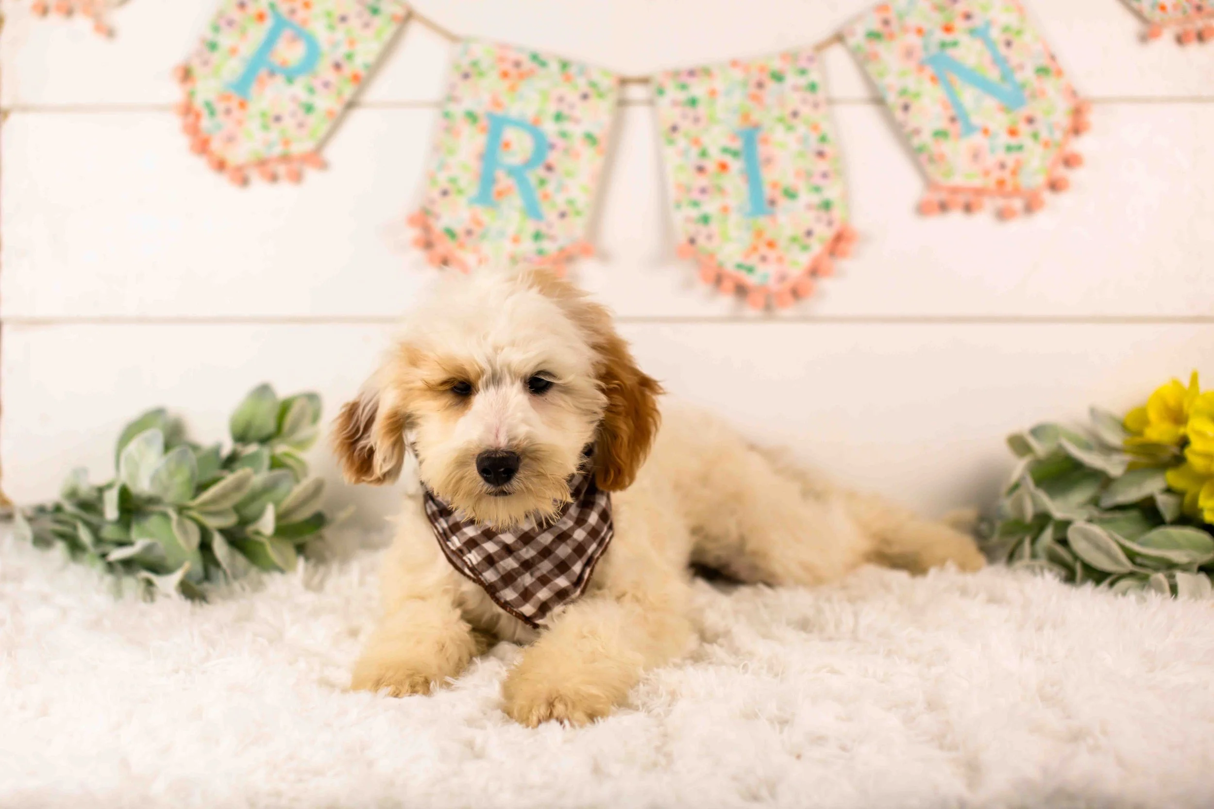 Buddy goldendoodle for sale(3).jpg