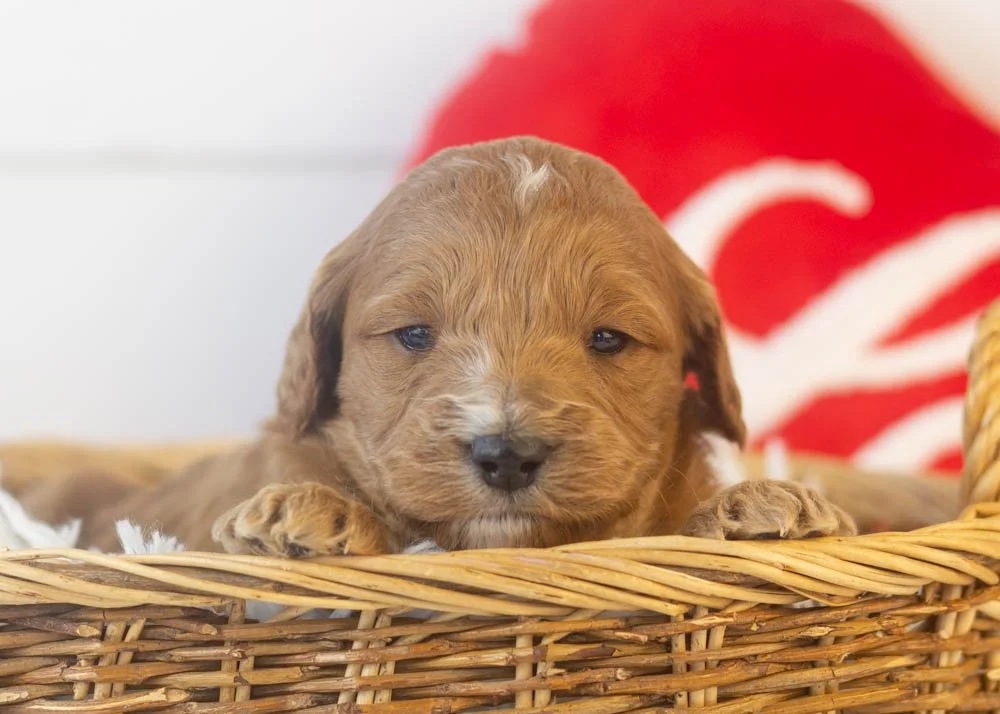 goldendoodle for sale
