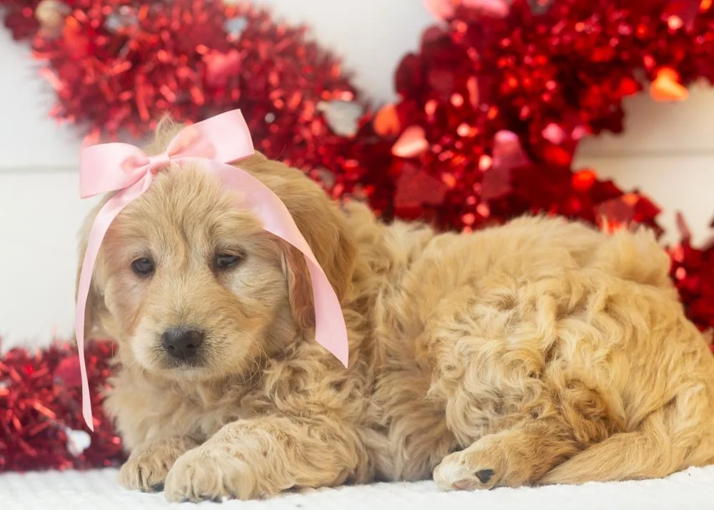 Sage goldendoodle for sale.jpg