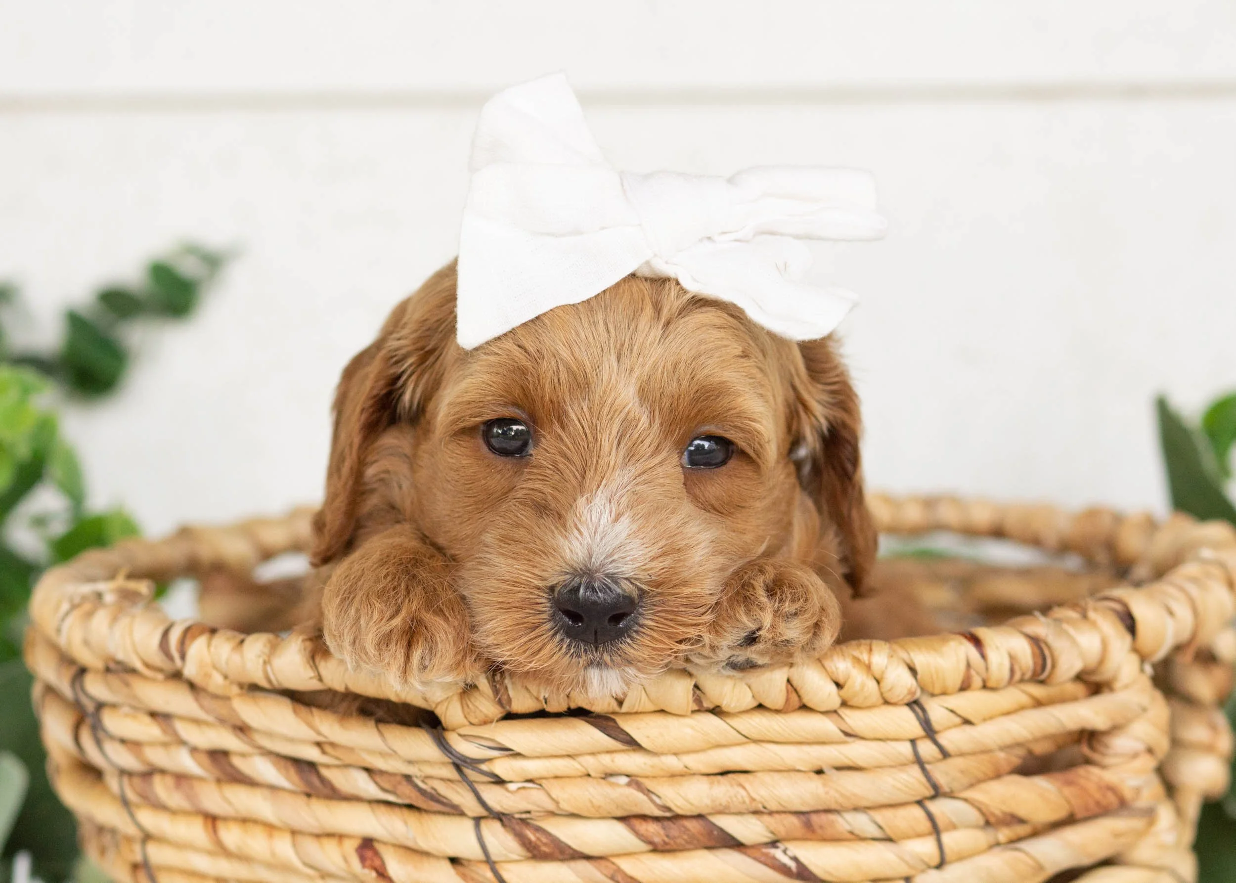coconut goldendoodle for sale.jpg