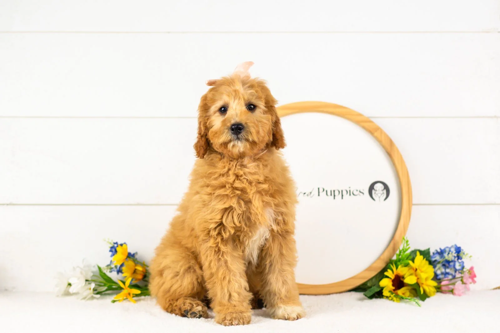 barbara goldendoodle for sale.jpg