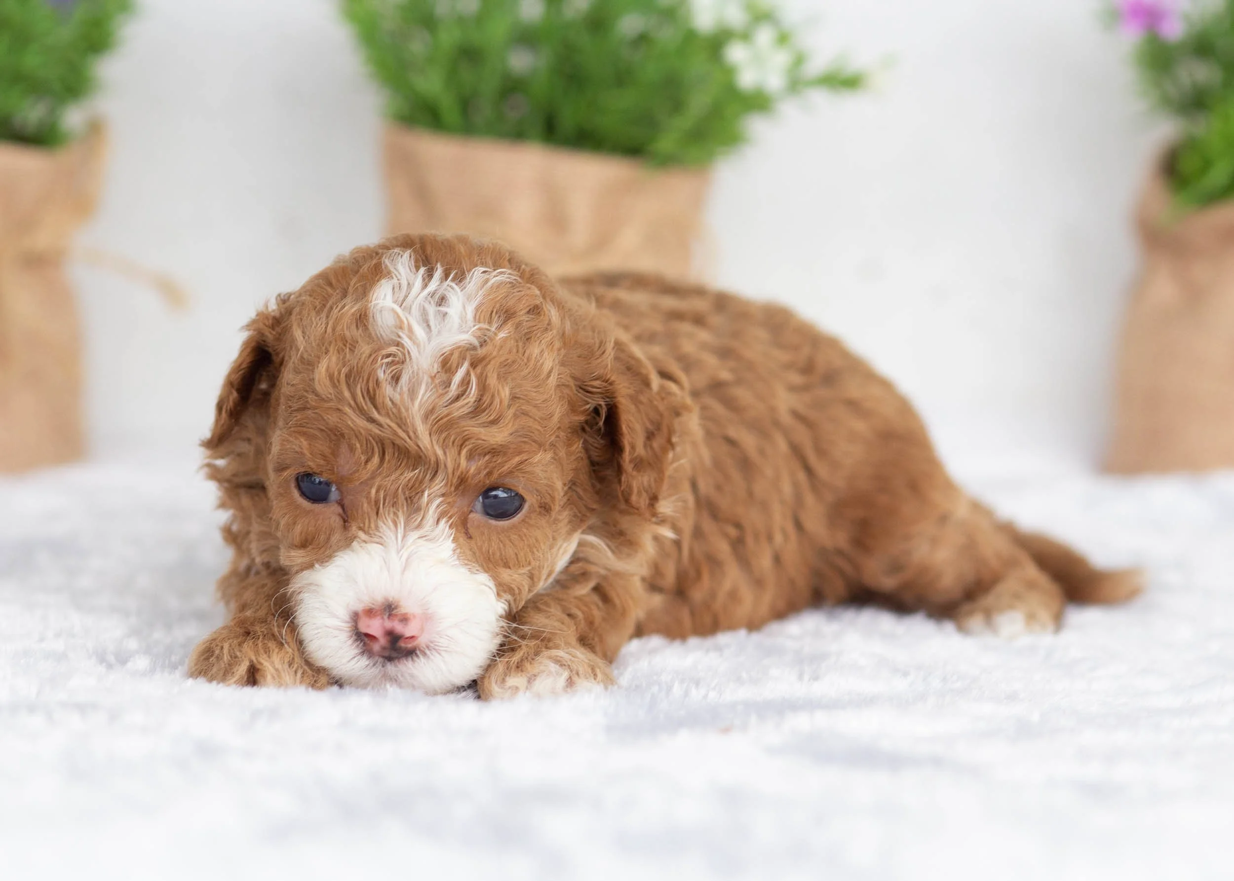 Harper Goldendoodle For Sale(1).jpg