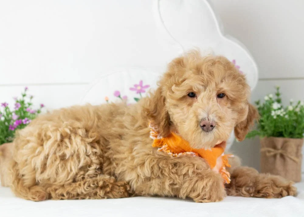 Ohio goldendoodle for sale.jpg