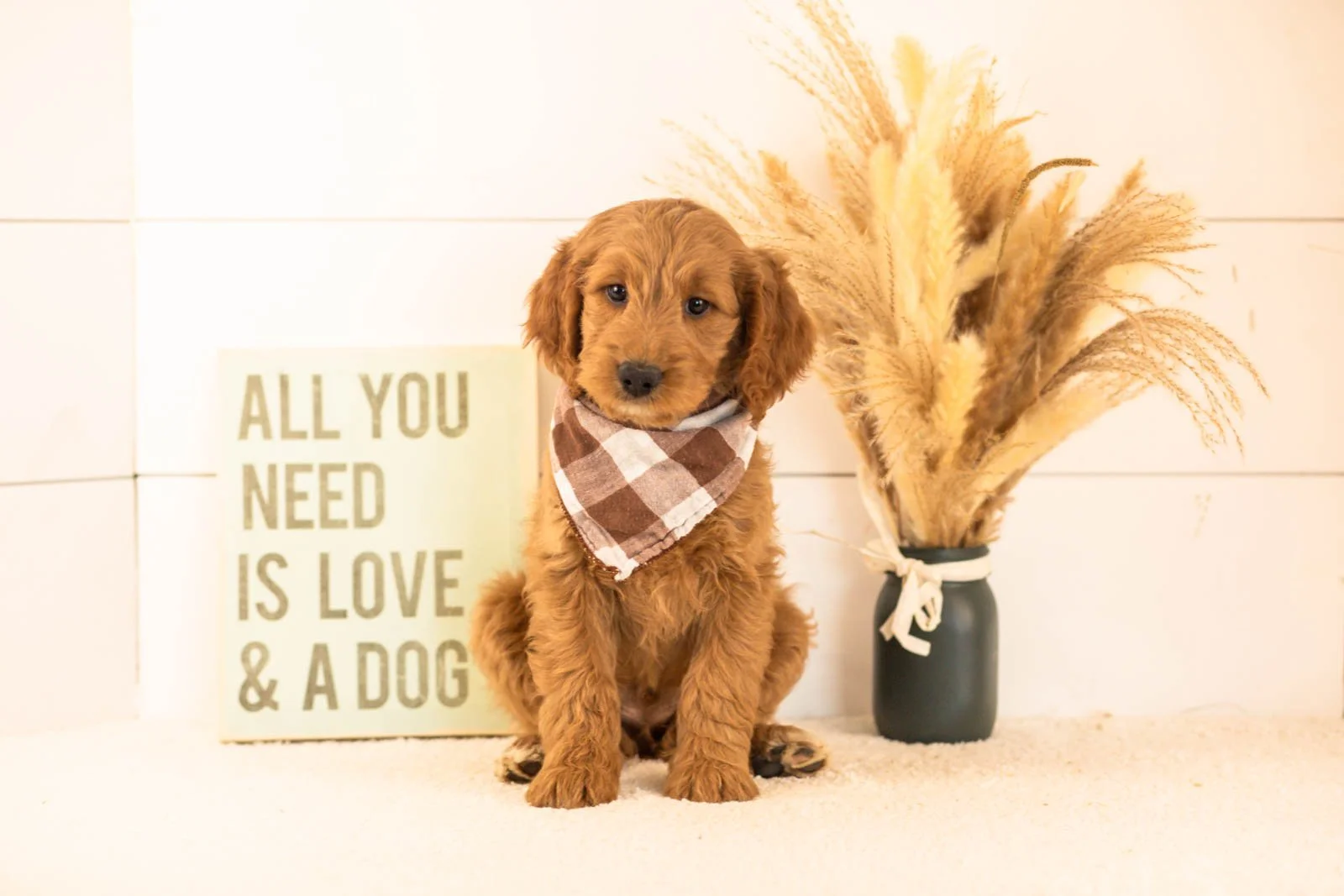 Owen goldendoodle for sale.jpg