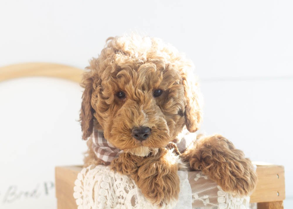 Blake goldendoodle for sale(1).jpg