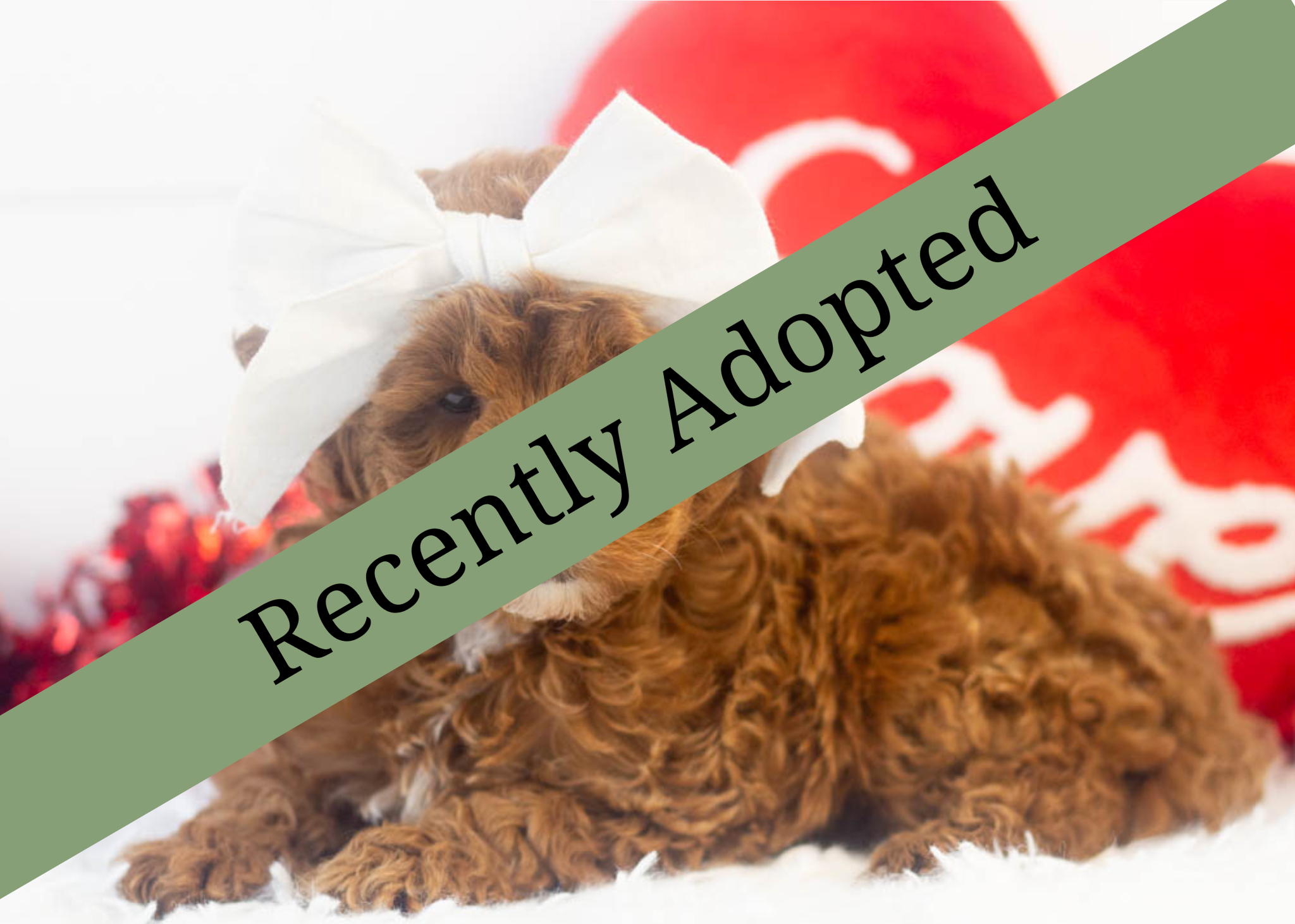 goldendoodle for sale