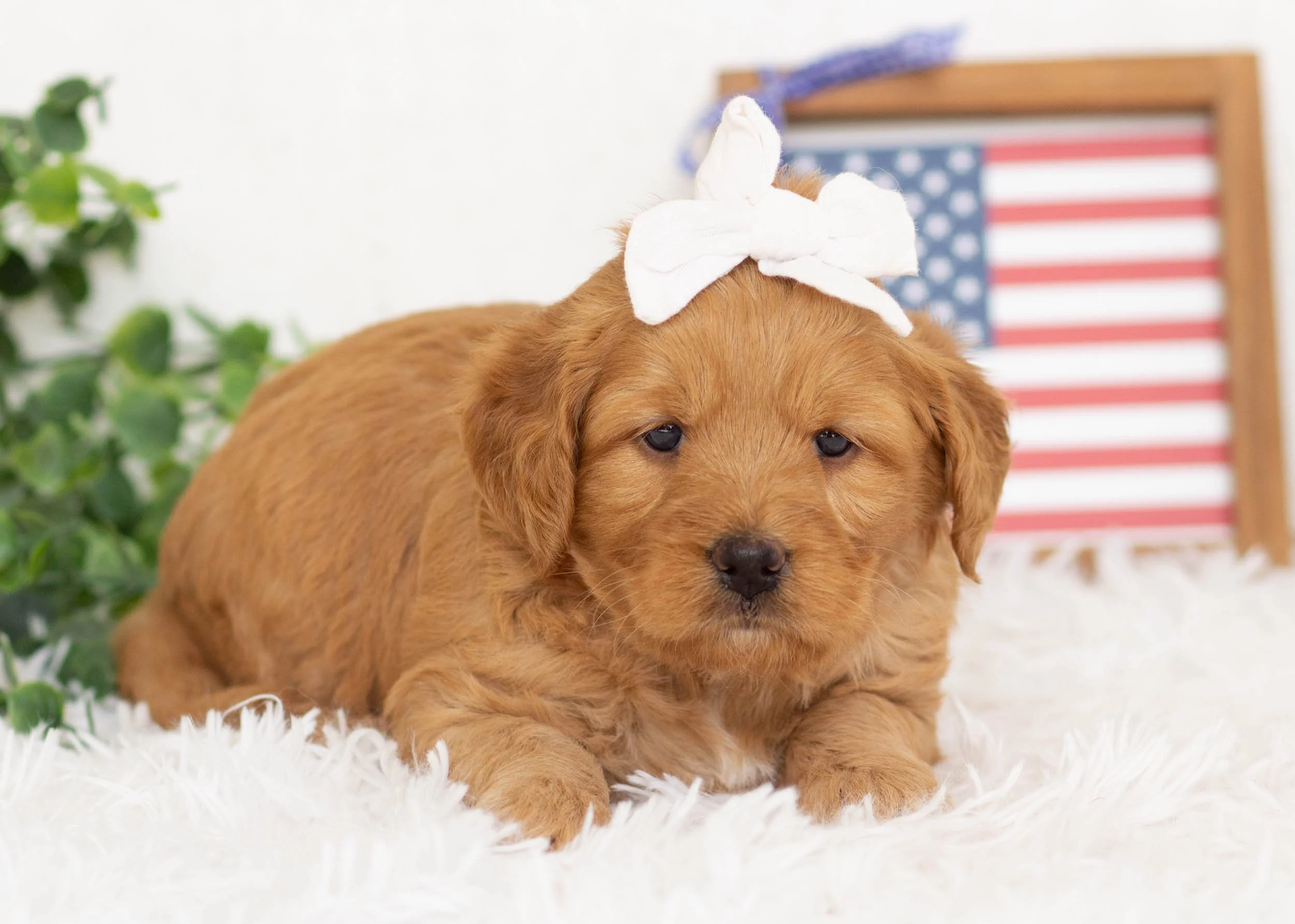 Rachel Goldendoodle For Sale(1).jpg