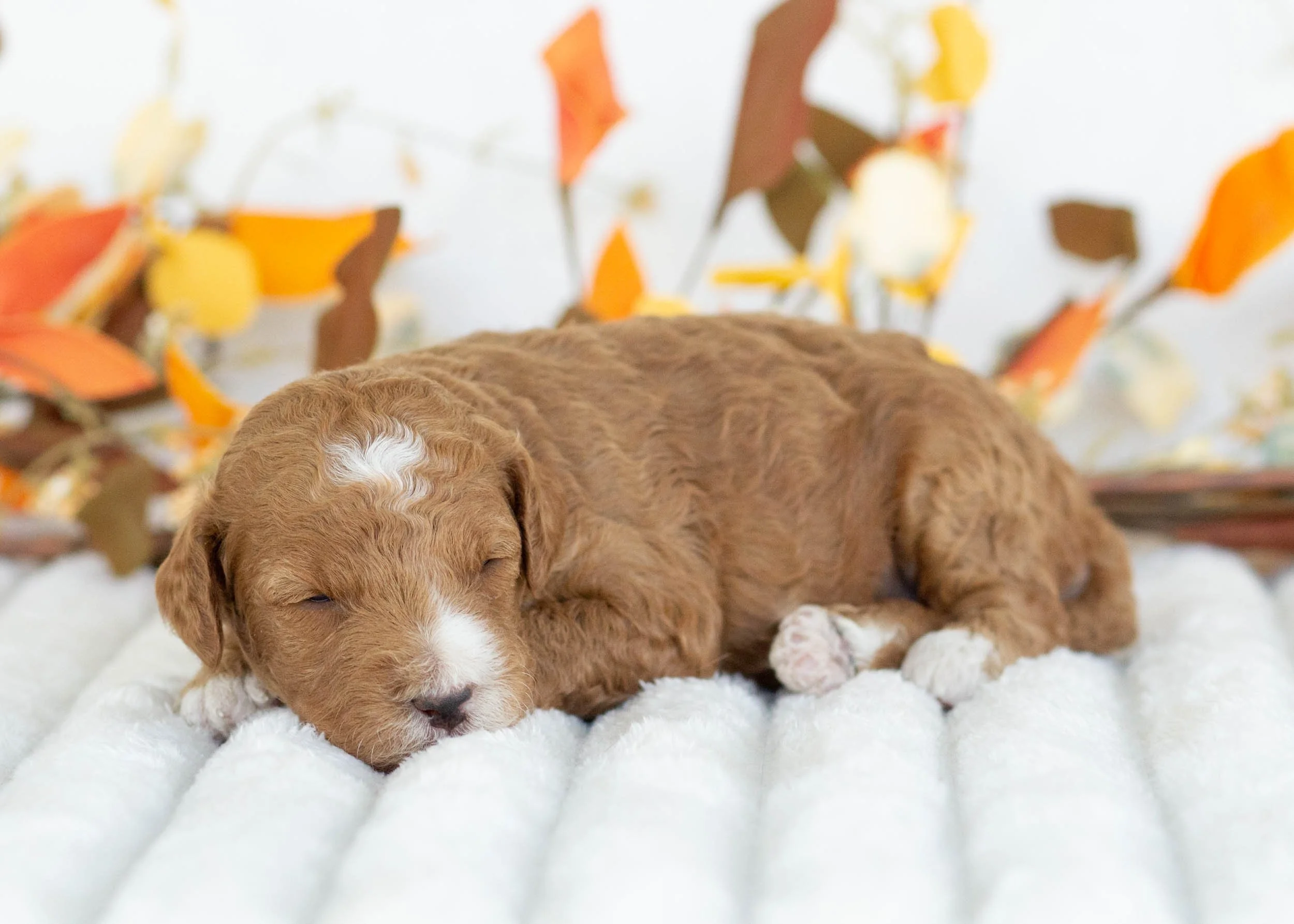 Gucci goldendoodle for sale.jpg