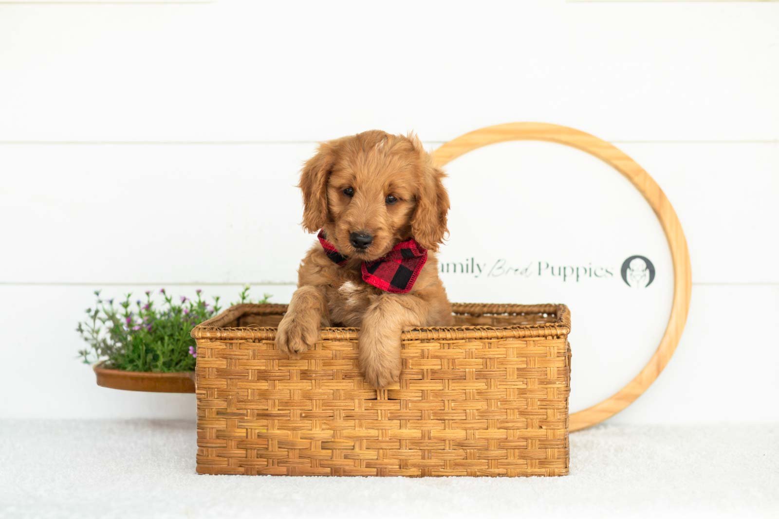 Phil goldendoodle for sale(3).jpg