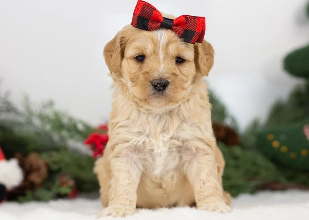 L Lambright 11-1-25 Snowflake 3.60-2.jpg