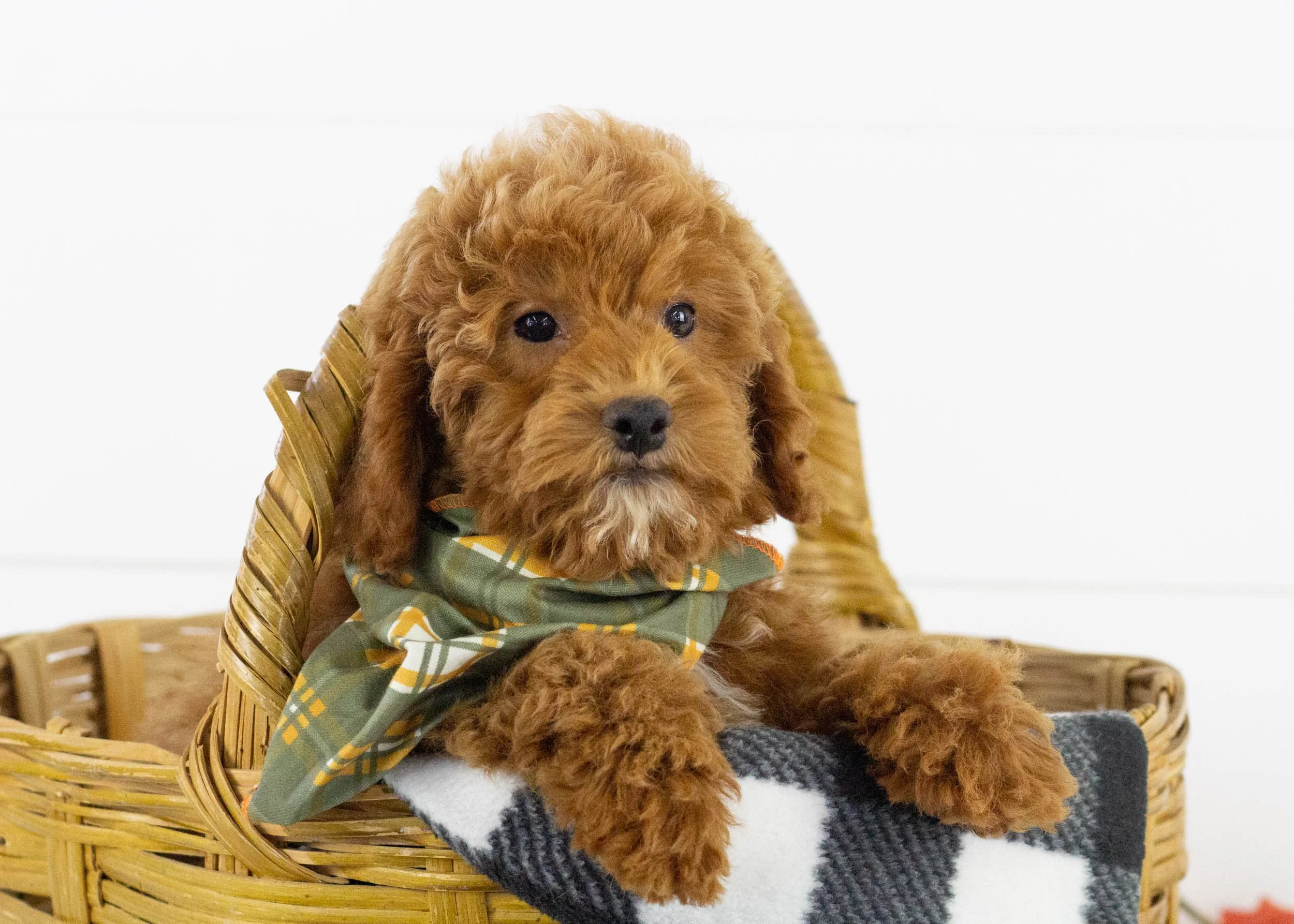 Maxwell goldendoodle for sale.jpg