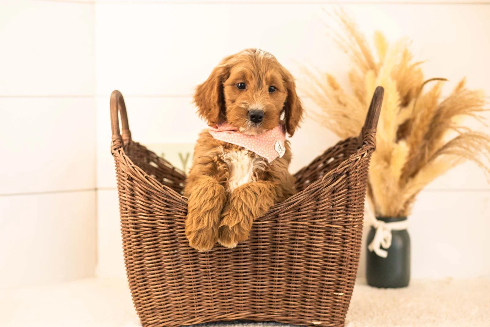 Otis goldendoodle for sale(4).jpg