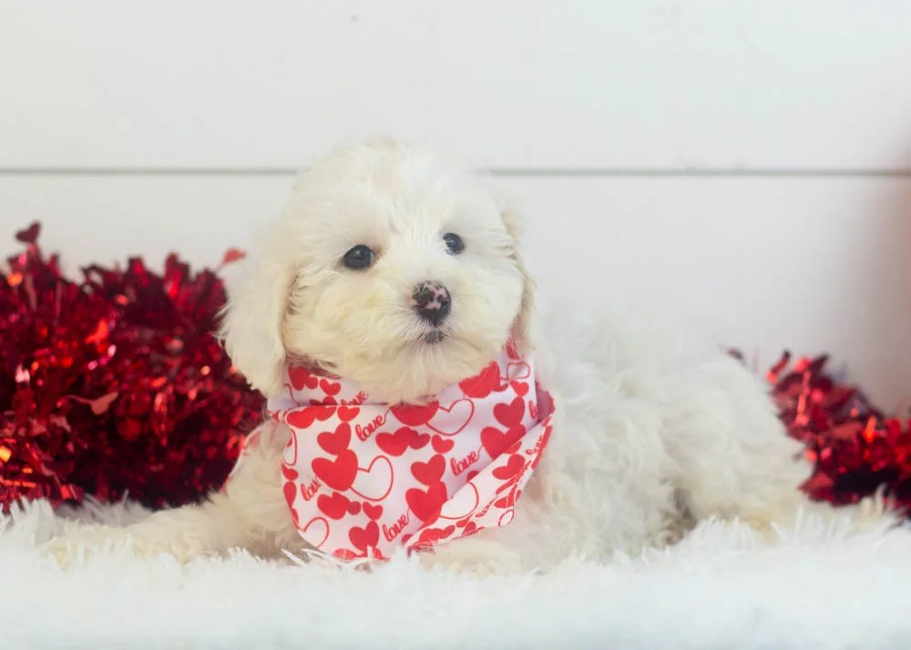 Lucky goldendoodle for sale.jpg