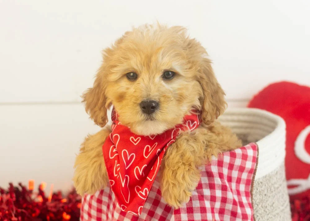 Beau goldendoodle for sale(1).jpg