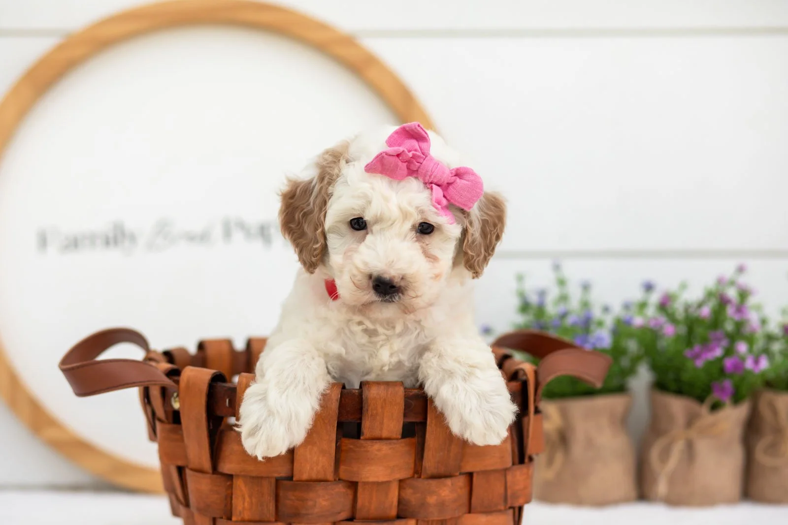 Marcia goldendoodle for sale(3).jpg