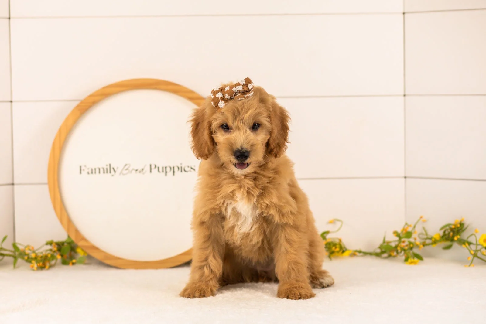 Marty goldendoodle for sale(1).jpg