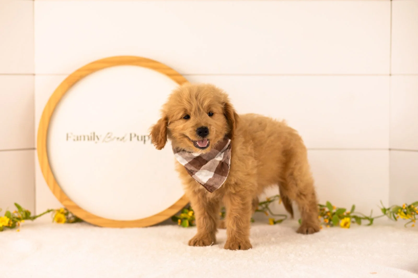 Easton goldendoodle for sale(1).jpg