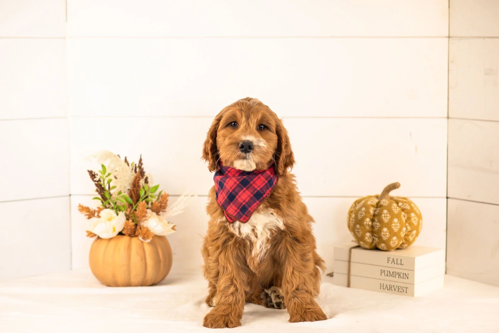 Bailey goldendoodle for sale 4.jpg