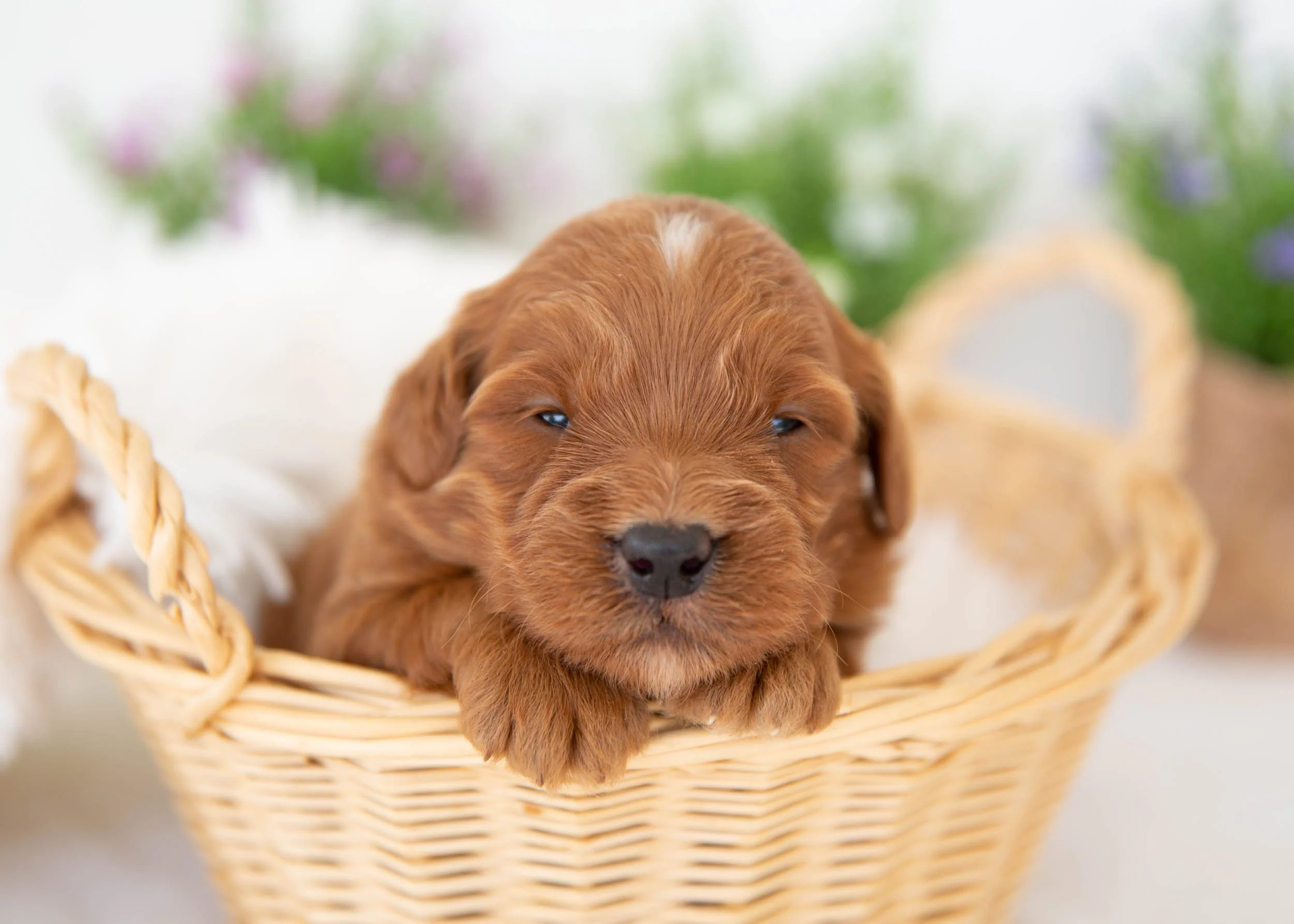 bacon goldendoodle for sal(2).jpg