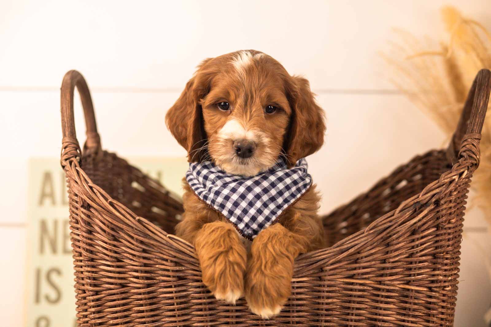 Abel goldendoodle for sale(3).jpg